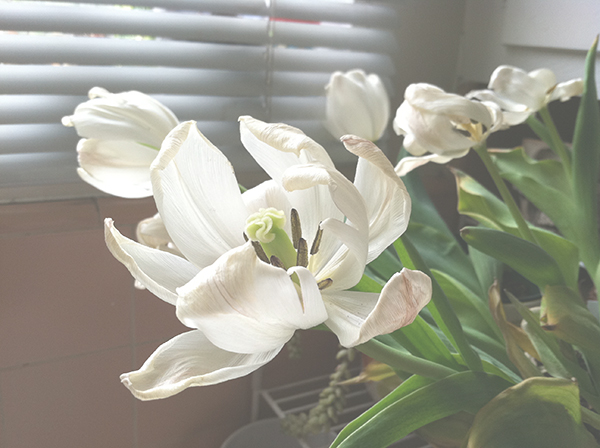 photo of white flowers